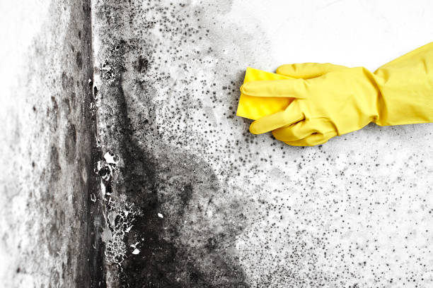 Best Industrial Mold Remediation  in Hazlehurst, GA